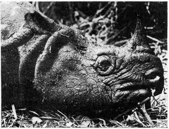 Kepala badak jantan yang ditembak mati pada 31 Januari 1934. Sumber: Rhino Resource Center/Franck, P.F 