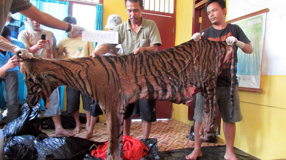 Kulit harimau, tulang dan organ tubuh ini ditemukan tim PHSKS sewaktu melakukan patroli. Foto: Dok. Pelestarian Harimau Sumatera Kerinci Seblat