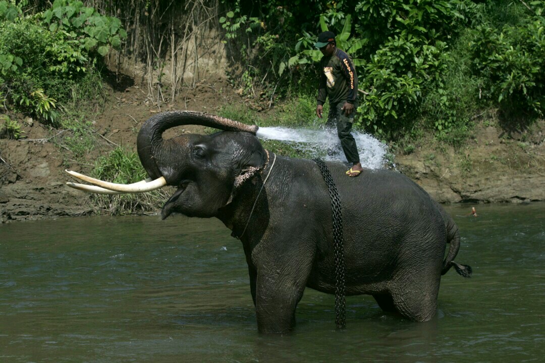 Gajah sumatera yang hidupnya juga tak lepas dari ancaman perburuan. Foto: Junaidi Hanafiah