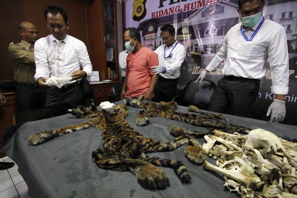 Kulit dan tulang harimau sumatera yang disita dari penjual satwa di Aceh. Foto: Junaidi Hanafiah