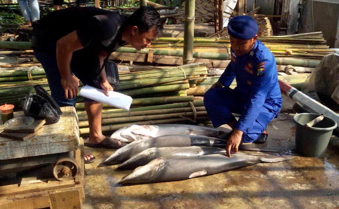 Petugas Ditpolair Polda Jatim memeriksa hiu hasil tangkapan nelayan di TPI Pandean, Situbondo, Jawa Timur. Foto: Ditpolair Jatim