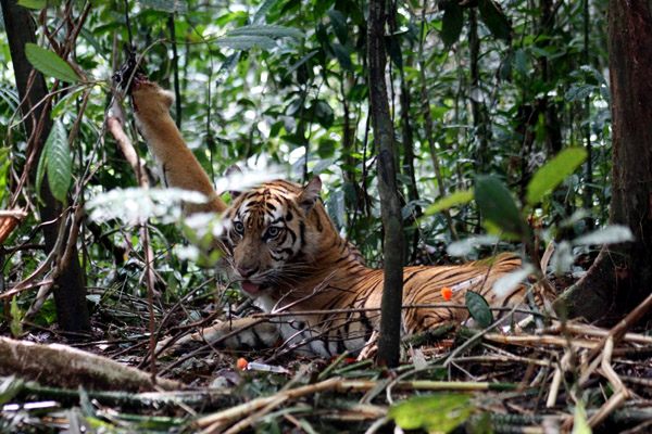 Harimau sumatera yang terkena jerat di Hutan Produksi Terbatas Air Rami Kabupaten Mukomuko, Bengkulu. Foto: Dok. Pelestarian Harimau Sumatera Kerinci Seblat