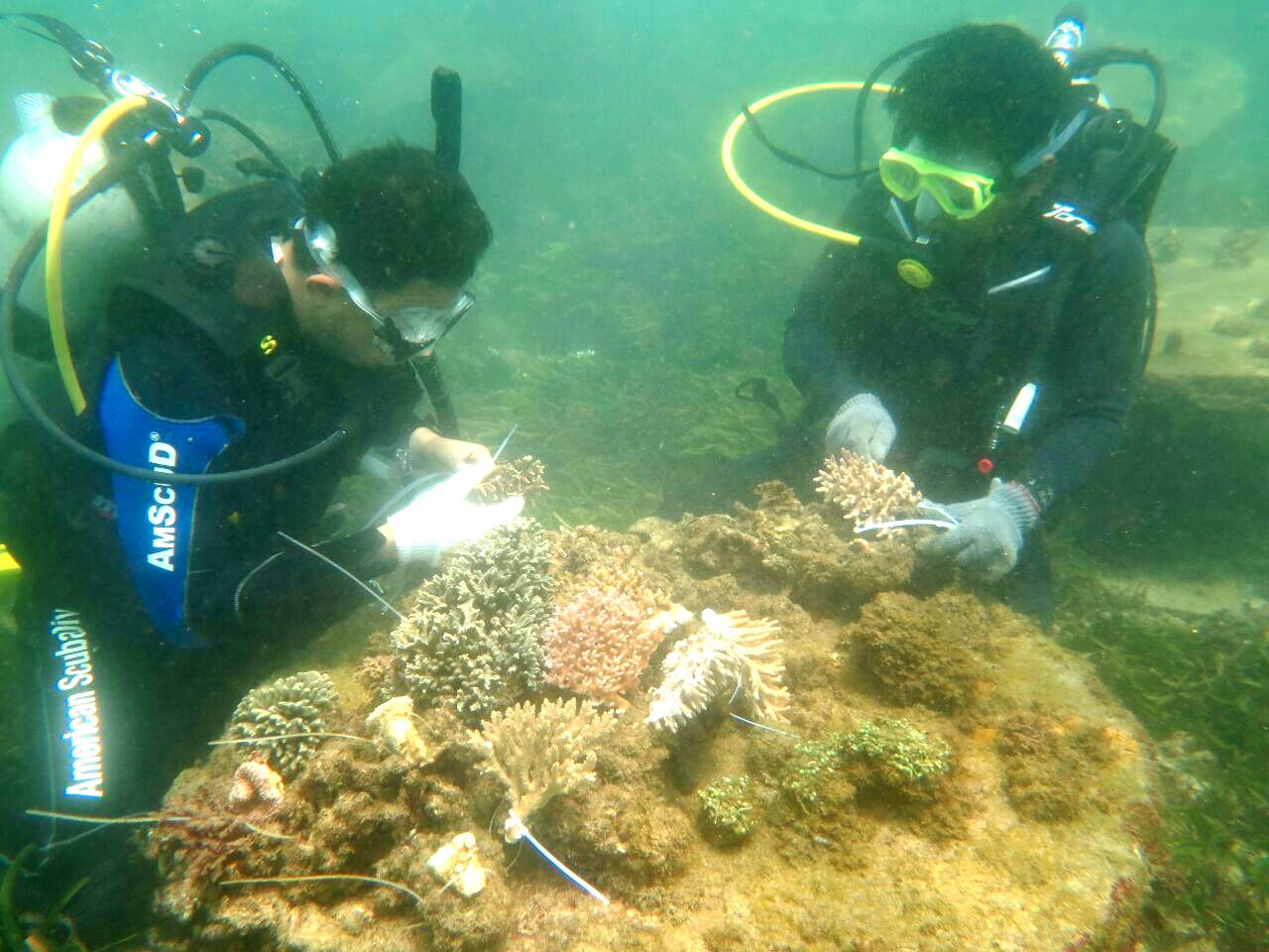 Sejumlah penyelam menanam karang hasil selundupan di coral table, berdampingan dengan hasil transplantasi di perairan Serangan, Denpasar, Bali. Foto: BPSPL Denpasar