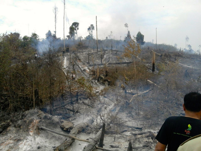Areal terbakar di hutan lindung Bukit Betabuh, Riau. Foto: Zamzami