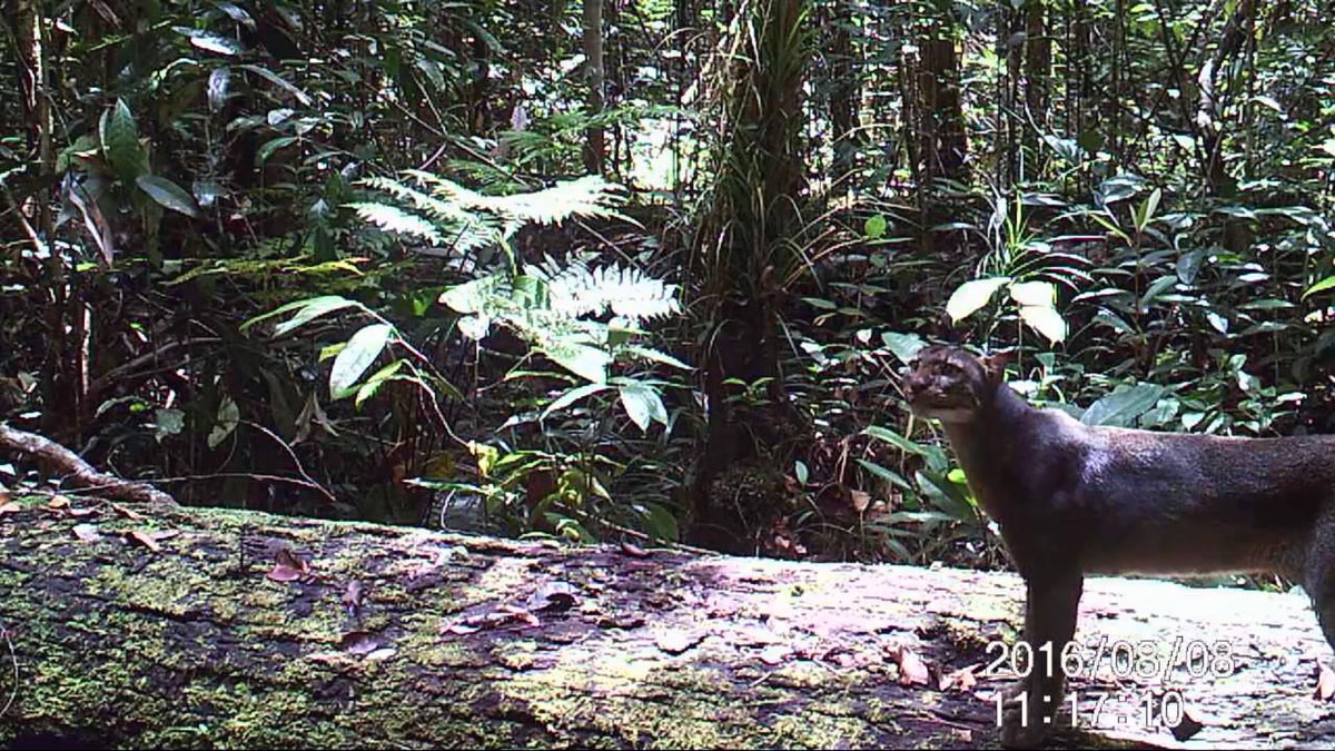 Kucing Merah Terekam Kamera Hutan Kalimantan Tengah Jebak Foto Borneo