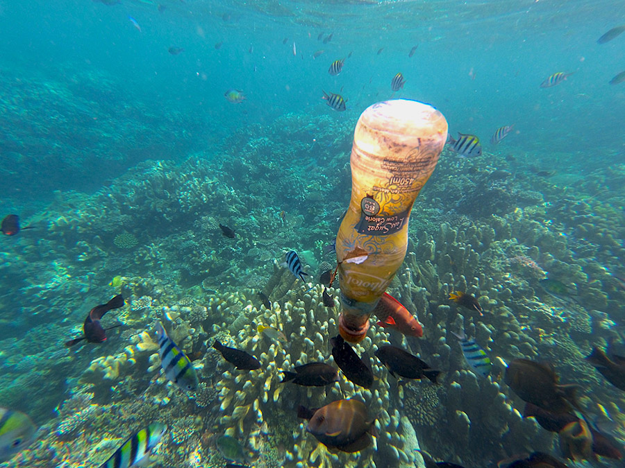Melindungi kehidupan ikan purba Coelacanth adalah tugas kita bersama, termasuk membebaskan laut dari sampah plastik. Foto: Christopel Paino/Mongabay Indonesia