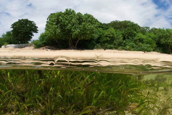 Mangrove di atas air, dan padang lamun di bawahnya, kombinasi kekuatan untuk menyimpan karbon dunia. Foto: Keith Elienbogen@iLCP