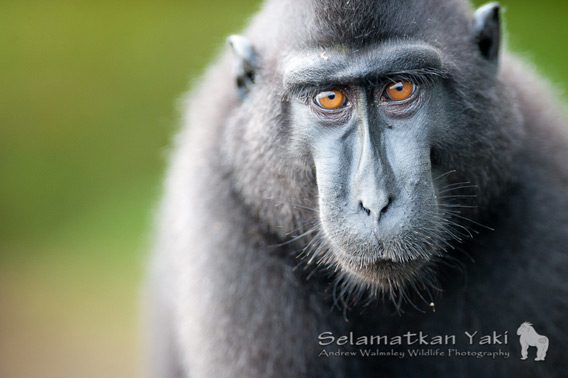 Hewan khas dan unik Sulawesi Utara, kera hitam berjambul. Photo © Andew Walmsley Wildlife Photography 