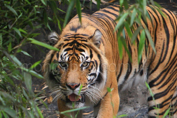 Selain deforestasi, jumlah harimau Sumatera terus berkurang akibat kematian yang disebabkan jerat yang dipasang manusia. Foto: Rhett A. Butler