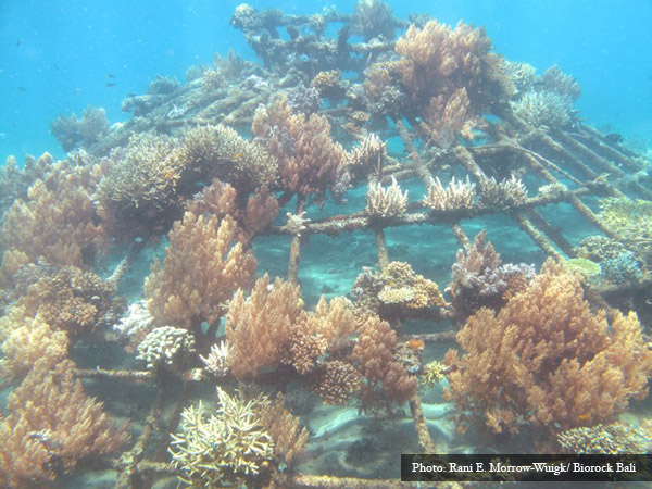 Salah satu hasil perlindungan terumbu karang di Pemuteran, Bali dengan metode Biorock yang dikembangkan oleh Yayasan Karang Lestari bersama masyarakat dan para peneliti biologi kelautan. 