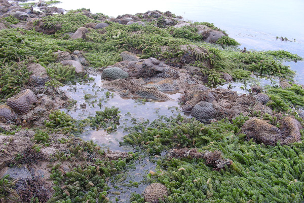 Kondisi terumbu karang di Teluk Balikpapan. Foto: Forum Peduli Teluk Balikpapan