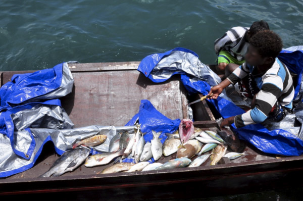 Ikan sitaan hasil pemboman di perairan Raja Ampat. Foto: Dwi Aryo/TNC