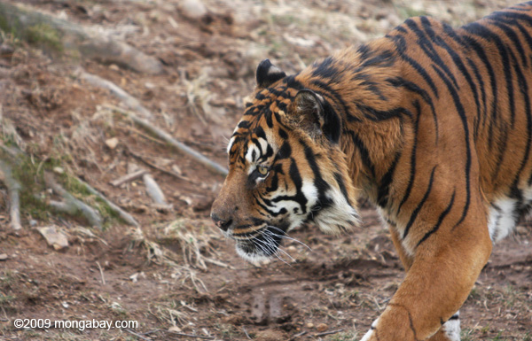 Harimau Sumatera yang kini nasibnya kritis. Foto: Rhett A. Butler