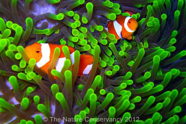 Clown Fosh atau Ikan Badut, yang ikut terancam akibat menurunnya kualitas terumbu karang di nusantara. Foto: The Nature Conservancy