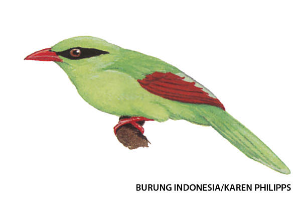Ekek Geling Jawa  Burung Endemik  Jawa  Barat  Yang  Terancam 