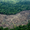 Kerusakan hutan di Jambi. Hilangnya hutan hujan tropis Indonesia bisa melambat signifikan seandainya pemerintah melakukan program moratorium jauh lebih awal. Foto: Lili Rambe