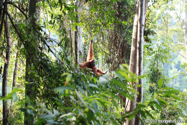 Orangutan Sumatera salah satu satwa khas Indonesia yang hampir musnah akibat ekpansi bisnis pulp and paper di Sumatera. Foto: Rhett A. Butler