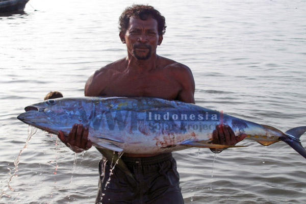 Tuna, salah satu produk perikanan andalan Indonesia di pasar global. Mirisnya, penangkapan tuna masih banyak dilakukan dengan cara-cara tidak ramah lingkungan, seperti yang terjadi di Kabupaten Flores Timur. Para nelayan di daerah ini banyak menangkap tuna dengan bom. Foto: WWF Indonesia
