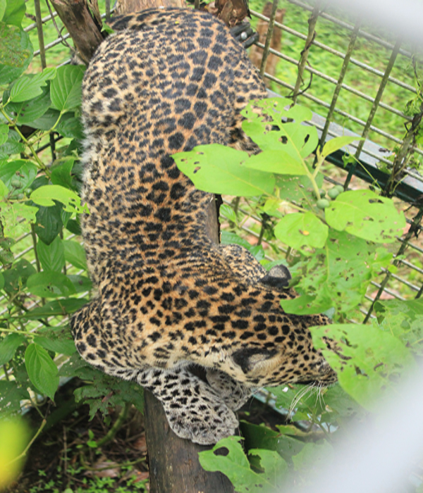 Macan tutul juga penghuni PPS Cikananga. Foto: Indra Nugraha