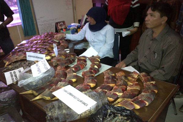 Barang bukti  berupa ratusan enggang gading dan organ tubuh satwa dilindungi lain diamankan dari rumah pedagang satwa ilegal di Nanga Pinoh, Melawi, Kalimantan Barat. Foto: Andi Fachrizal