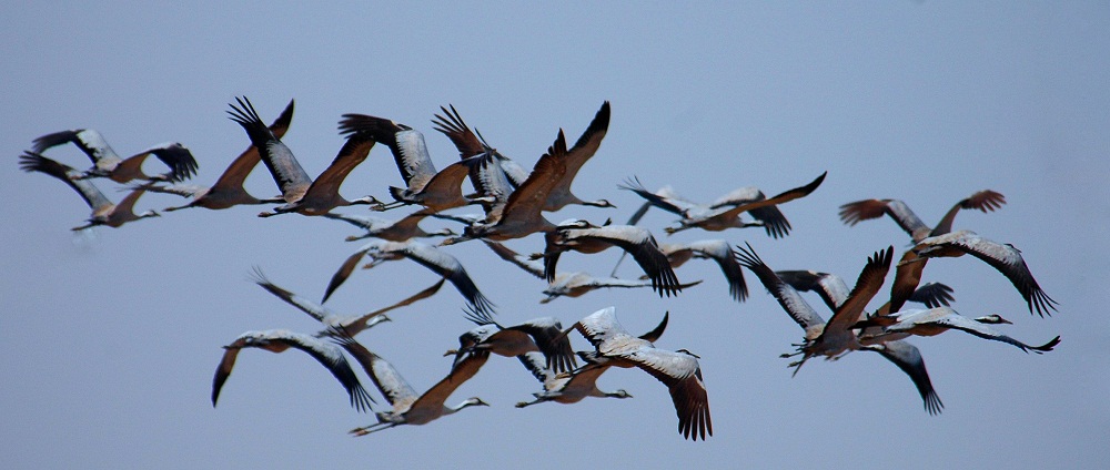 Rombongan burung migran yang menempuh ribuan kilometer setiap tahun. Foto: Jussi Mononen/WorldMigratoryBirdDay.org