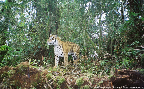 Harimau Sumatera di Leuser | Mongabay.com