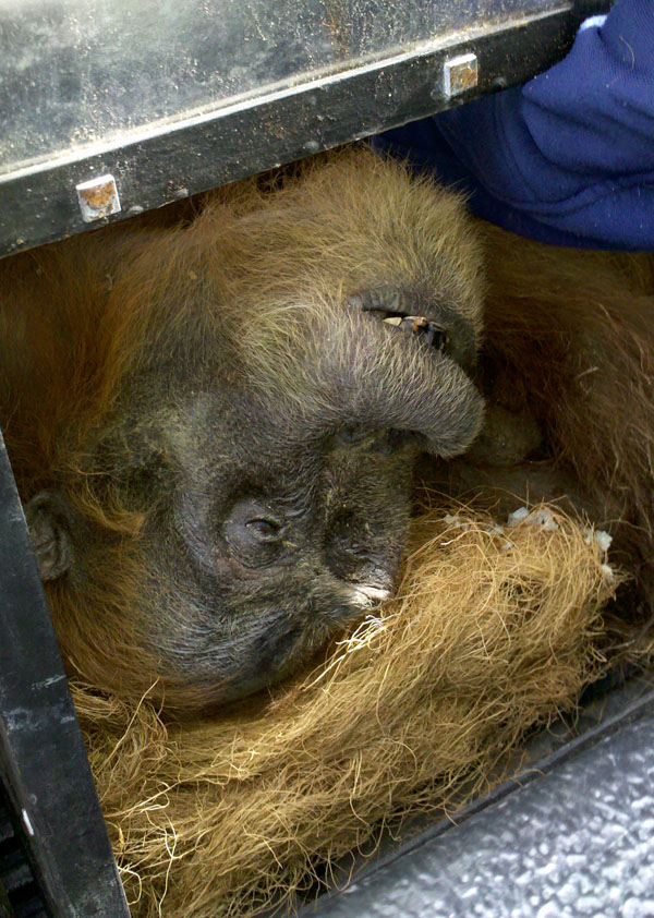 Beaten and captured orangutan dies in Indonesia's Aceh Province Orangutan saat hendak diangkut 600