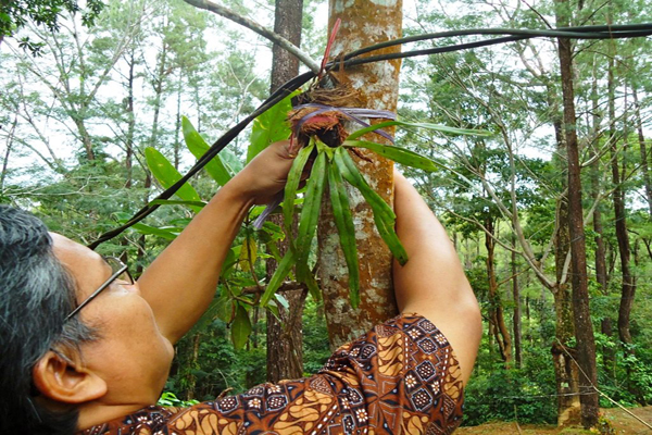 Upaya penanaman anggrek hasil kultur jaringan di hutan pendidikan Universitas Hasanuddin pada 8-9 Juni 2012. Sekitar 1.000 pohon anggrek ditanam, baik ditempel di pohom ataupun di tanam di sekitar pohon,  tergantung jenis. Foto: Wahyu Chandra
