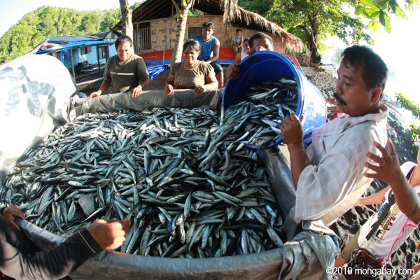 Hasil tangkapan ikan di Sulawesi Utara | Foto: Rhett A. Butler