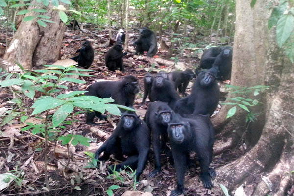 Satu kelompok yaki di Cagar Alam Batu Putih, Tangkoko, Sulut. Foto: Sapariah Saturi