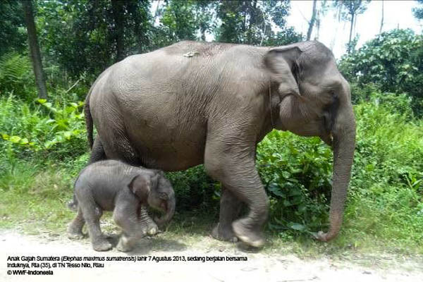 87 Gambar Hewan Gajah Sumatera HD Terbaik