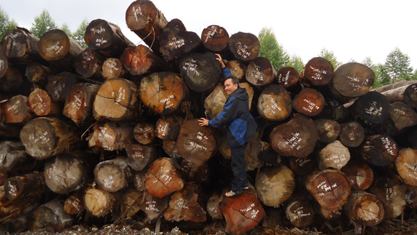Kasmita Widodo menaiki tumpukan kayu dari hutan alam di Pandumaan Sipituhuta yang masuk konsesi PT TPL. Kini, KLHK mengeluarkan sekitar 5.000 an hektar wilayah adat dari konsesi. Foto: Made Ali