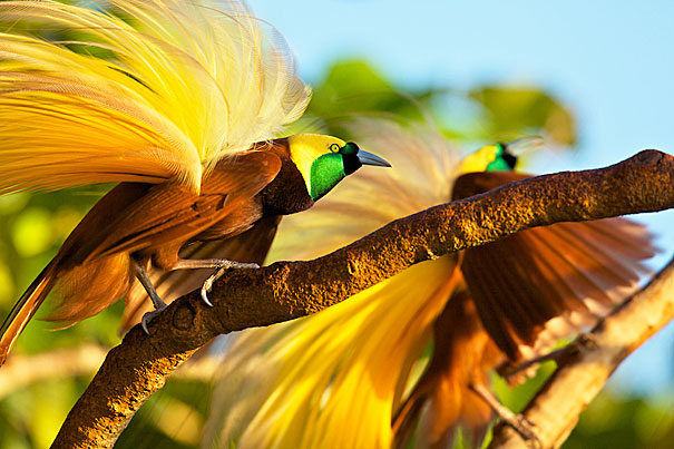 A bird of paradise perches on a branch in Aru. Photo: Tim Laman