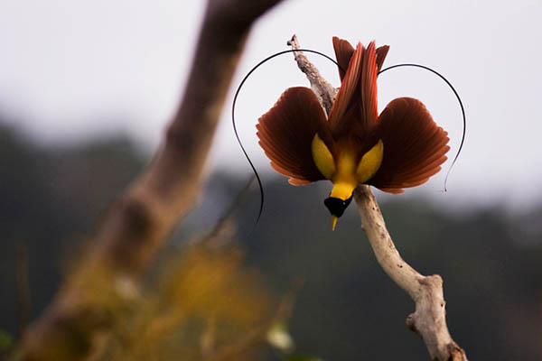 Cendrawasih merah (Paradisaea rubra), yang ditemukan di Papua. Foto: Tim Laman