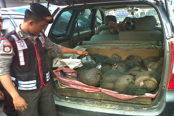 Polisi Amankan Mobil Bawa 29 Trenggiling dari Ketapang : Mongabay.co.id