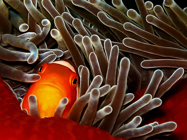 Ikan badut yang bersembunyi diantara anemon | Foto: Wisuda