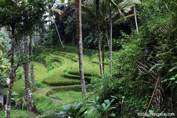 Subak, salah satu sistem irigasi tradisional di Bali yang memberikan pasokan air untuk pertanian setempat secara berkelanjutan | Foto: Rhett Butler/Mongabay Indonesia