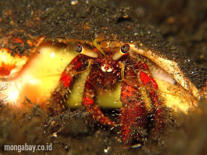 Hermit Crab di Lembeh, Bali. Foto: Wisuda