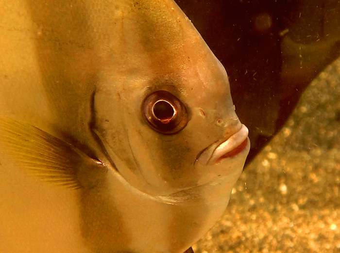 Close up jenis ikan batfish di Manado | Foto: Wisuda