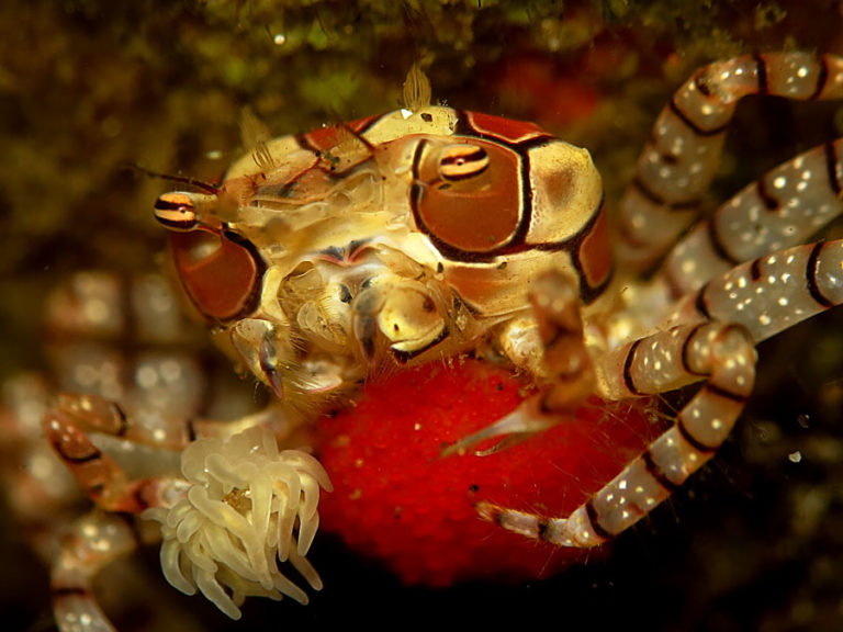 Kepiting ini juga disebut kepiting pom-pom karena selalu membawa anemon laut di cakarnya, yang menyerupai pom-pom yang dibawa gadis pemandu sorak. Foto: Wisuda