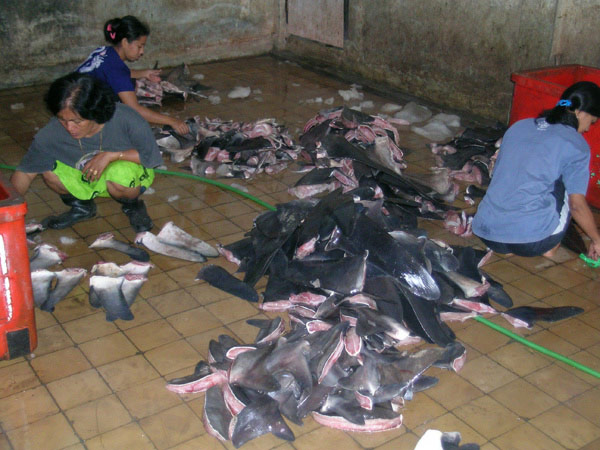 Sebuah proses pembersihan sirip hiu yang sudah siap jual di Cilacap, Jawa Tengah. Foto: Australian National Fish Collection, CSIRO