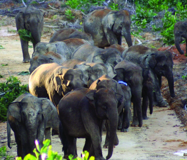 Koridor HTI Pintu  Masuk  Utama  Perburuan Gajah Sumatra 