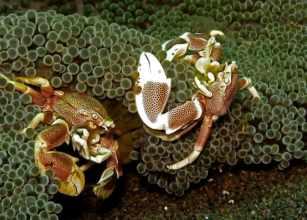 Sepasang kepiting porselen mencari makan diantara anemon | Foto: Wisuda