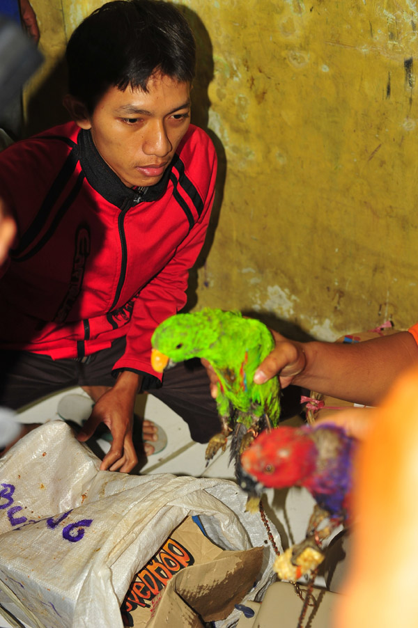 Tersngka Nur Hasan dengan barang bukti Nuri Bayan. Foto: COP