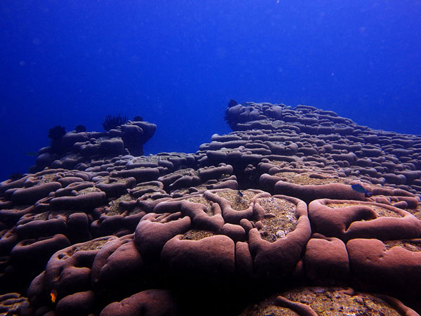 Karang otak umumnya ditemukan di perairan dangkal di seluruh dunia | Foto: Wisuda