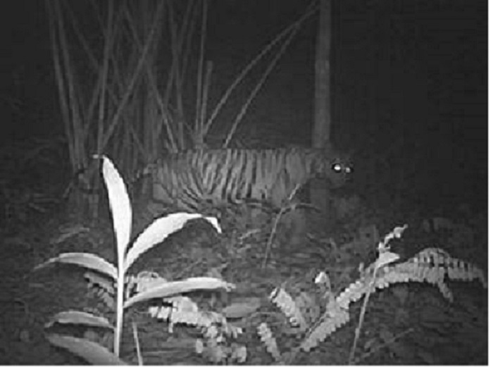 Unduh 5000 Koleksi Gambar Harimau Jawa Asli Terbaru Gratis