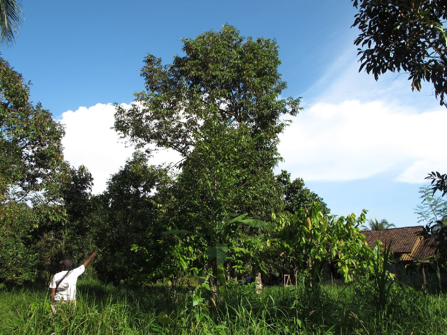 Hutan Desa di Laman Satong Kecamatan Matan Hilir Utara, Kabupaten Ketapang, Kalimantan Barat. Foto : Andi Fachrizal/ Mongabay Indonesia
