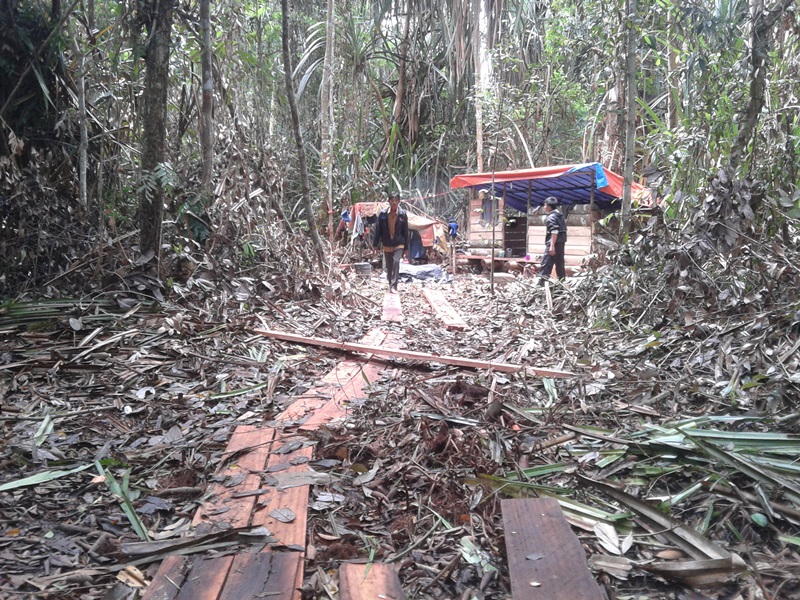 I;ustrasi. Pondok-pondok milik penebang liar di hutan Riau. Salah satu masalah di perhutanan sosial, terjadi pembalakan liar hingga persoalan ini juga perlu dukungan pemerintah dalam mengatasinya. Foto: Zamzami