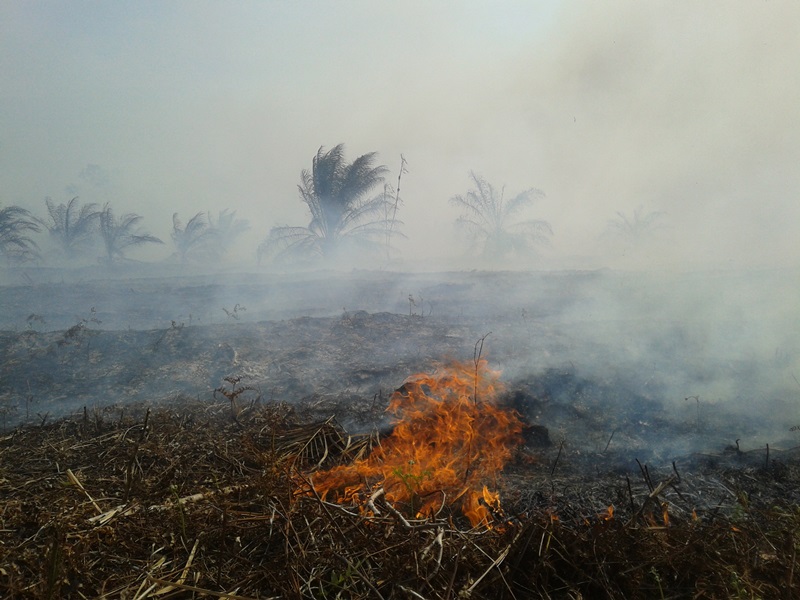 Lahan gambut yang terbakar di Kabupaten Bengkalis,Riau pada Maret 2014. Periode kebakaran Februari-Maret itu telah menyebabkan hancurkan hutan Riau sekitar 21.900 hektar. Foto : Zamzami