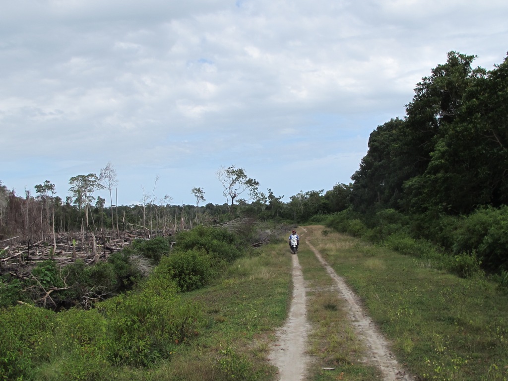 A forest is cleared for oil palm in Bulohseuma in Indonesia's Aceh province. Photo: Chik Rini